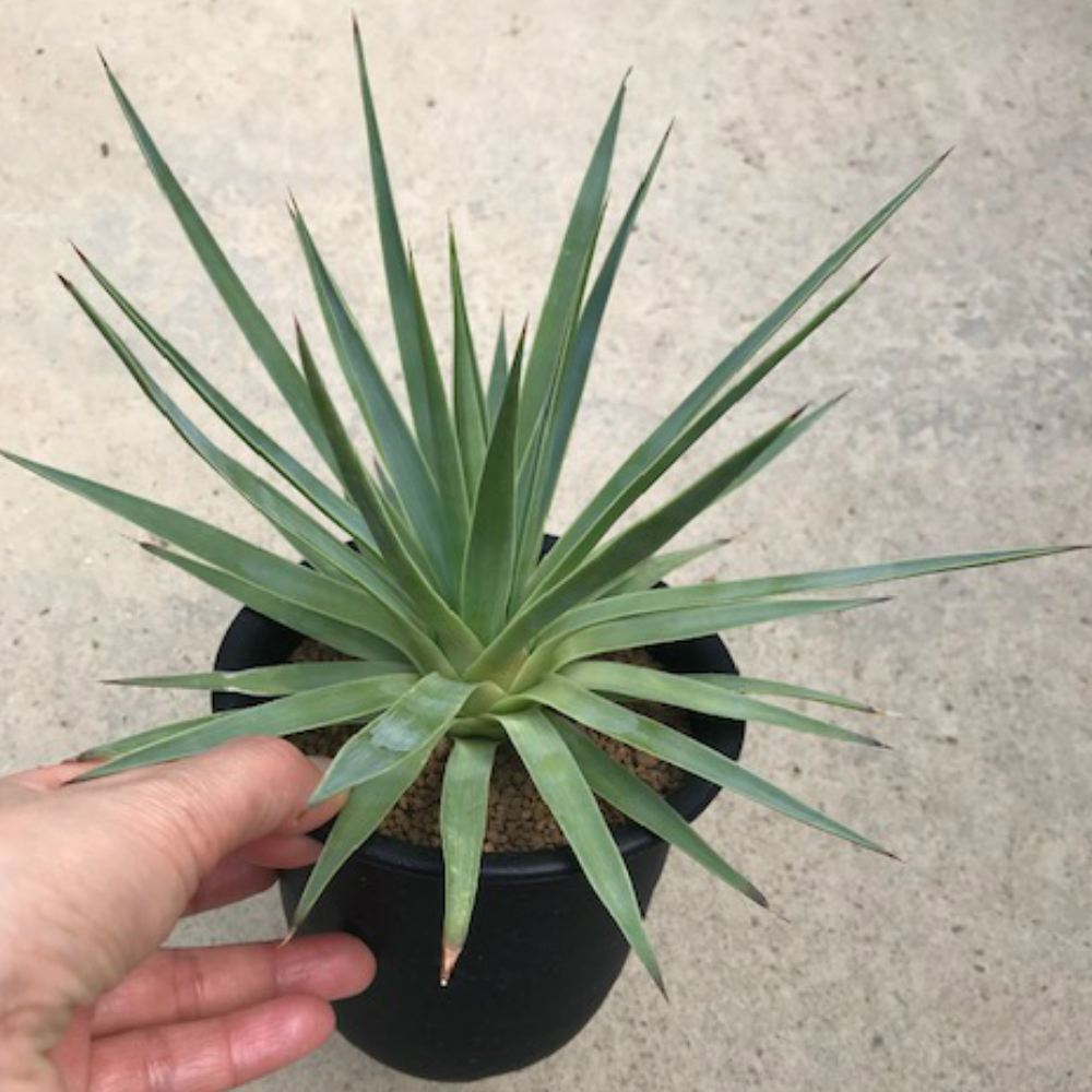 人気ブランドを Agave イスツメンシス斑入り 4号鉢 サボテン 多肉植物 希少アガベ属 ラムランナー 珍奇植物ビザールプランツ 新商品