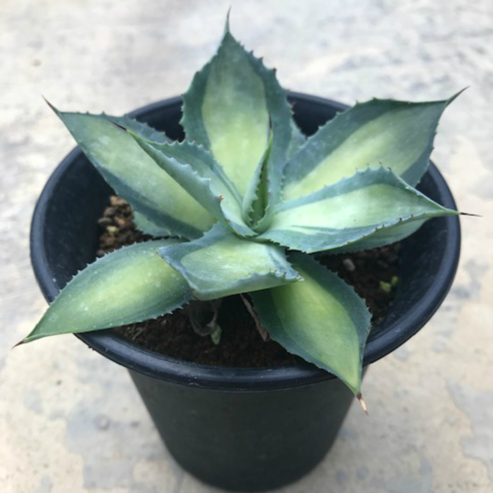 楽天市場 Agave イスツメンシス斑入り 4号鉢 サボテン 多肉植物 希少アガベ属 ラムランナー 珍奇植物ビザールプランツ 花のまちころぼっくる