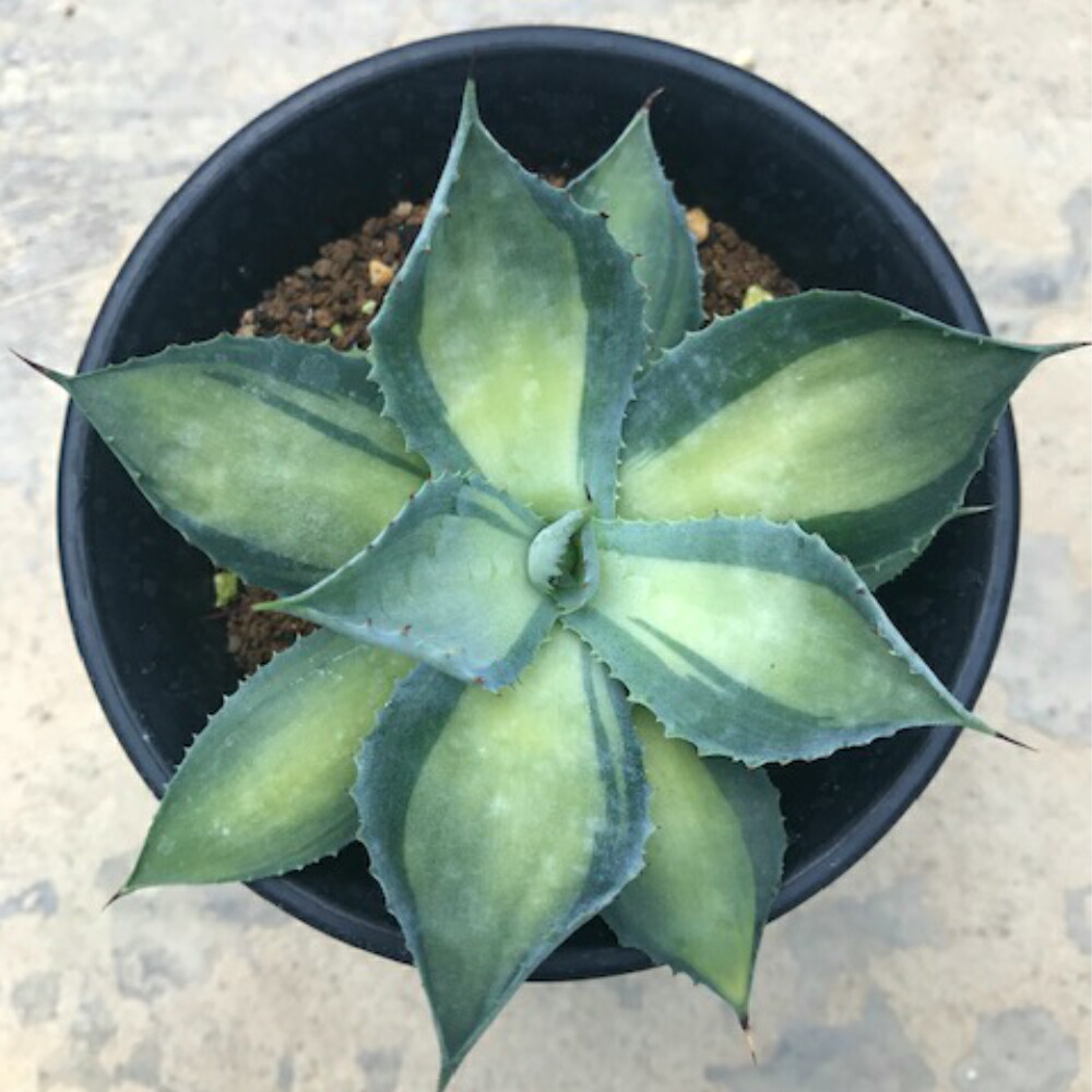 Agave サボテン 4号鉢 イスツメンシス斑入り ラムランナー 多肉植物 多肉植物 希少アガベ属 サボテン Agave 珍奇植物 ビザールプランツ 花のまちころぼっくる