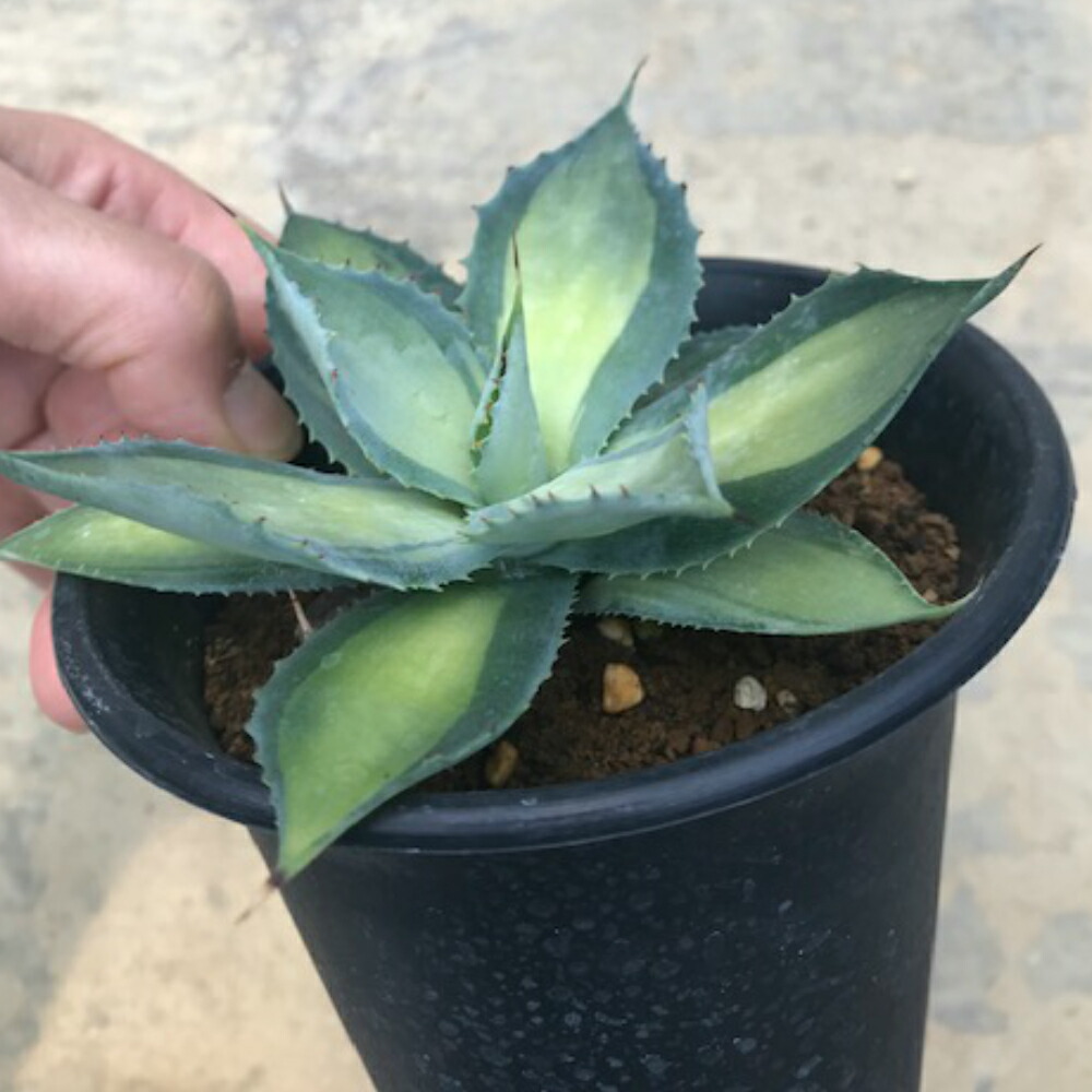 Agave イスツメンシス斑入り 4ナンバーどんぶり鉢 カクタス 多肉植物 希覯さアガベ属 仔羊走者 妙ちき植物ビザールプランツ Marchesoni Com Br