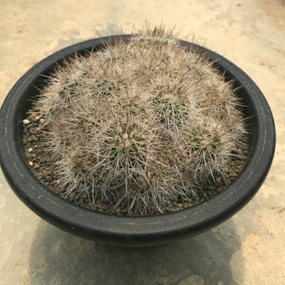 Gymnocactus サボテン Gymnocactus 希少ギムノカクタス属 紅梅殿 コウバイデン 表面に覆われたトゲがとにかく美しいサボテン 花も咲きます 珍奇植物ビザールプランツ 花のまちころぼっくる コウバイデン 6号鉢 紅梅殿 6号鉢 多肉植物