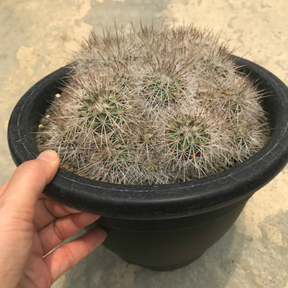 Gymnocactus サボテン Gymnocactus 希少ギムノカクタス属 紅梅殿 コウバイデン 表面に覆われたトゲがとにかく美しいサボテン 花も咲きます 珍奇植物ビザールプランツ 花のまちころぼっくる コウバイデン 6号鉢 紅梅殿 6号鉢 多肉植物