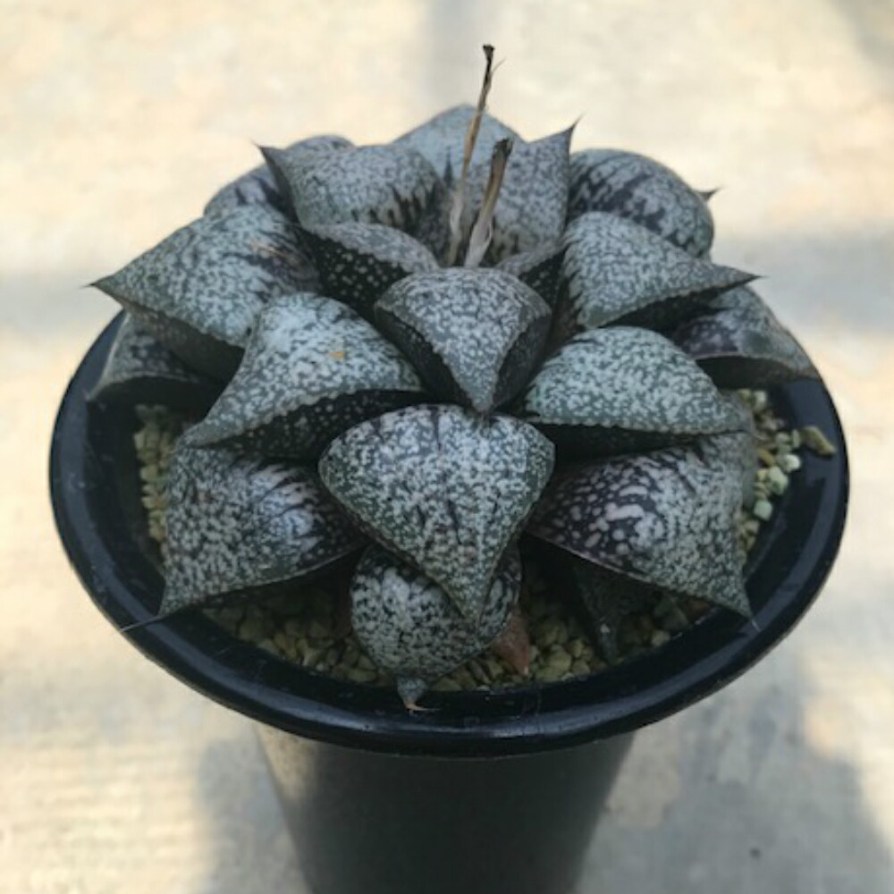 Haworthia 大型ビクタ 4サイズ鉢 カクタス 多肉植物 希代ハオルチア属 変てこ植物ビザールプランツ Marchesoni Com Br