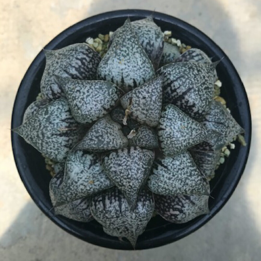 Haworthia 大型ビクタ 4サイズ鉢 カクタス 多肉植物 希代ハオルチア属 変てこ植物ビザールプランツ Marchesoni Com Br