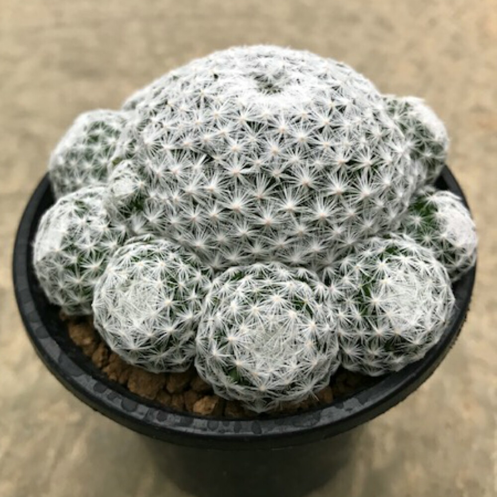 ドーム状に群生 又よく日に当てることで鮮やかな花が咲きます 多肉植物 Mammillaria 姫春星 実 観葉植物 3 5号鉢 サボテン 多肉植物 希少マミラリア属 珍奇植物ビザールプランツ 花のまちころぼっくる ドーム状に群生 又よく日に当てることで鮮やかな花が咲きます 多肉植物 Mammillaria 姫春星 実 観葉植物 3 5号鉢 サボテン 多肉植物 希少マミラリア属 珍奇植物ビザールプランツ 花のまちころぼっくる