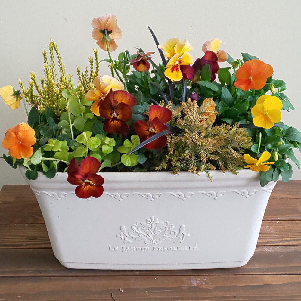 楽天市場】【花いっぱいの寄せ植え】 季節の寄せ植え 鉢植え 苗 寄せ