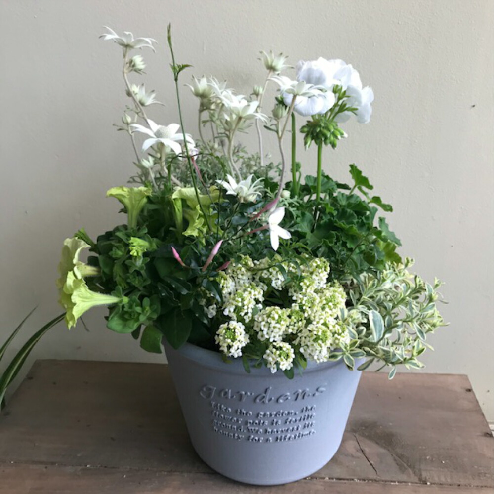 税込) 母の日<br >季節の寄せ植え 鉢植え プランター 苗 寄せ植え おしゃれ かわいい 華やか プレゼント ギフト ガーデン 贈り物 新築祝い 開店祝い 季節の花 花の競演 園芸 春 夏 秋 耐寒性 玄関 屋外 鉢 送料無料 季節の寄せ植え 鉢植え 苗 寄せ植え おしゃれ かわいい 華やか プレゼント ギフト 贈り物 ガーデン 新築祝い 開店祝い 季節の花 花の競演 プランター 鉢 春 夏 秋 屋外 園芸 送料無料