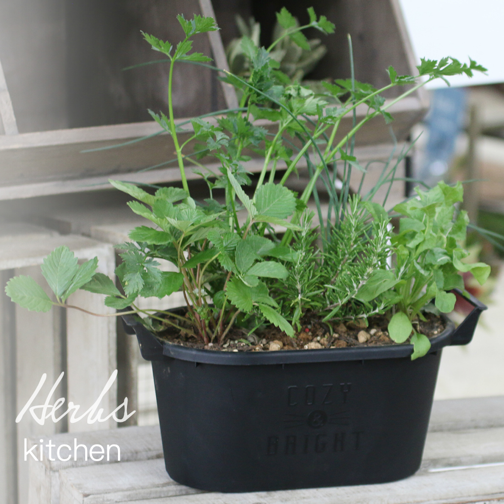 花のまちころぼっくる ハーブ寄せ植え キッチン おうち時間を楽しもう スパイスハーブ 香りづけ ひと手間 料理 飲用 園芸 装飾 寄せ植え 送料無料 摘んだらすぐ使えていつものメニューに彩そえるキッチンで使えるハーブ苗をおまとめしました カラーは 見て楽しい