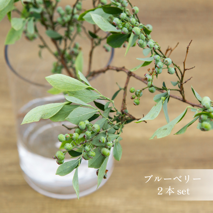 楽天市場 花のまちころぼっくる 枝物 生花ブルーベリーの枝実付き２本セット50cm 花のまちころぼっくる