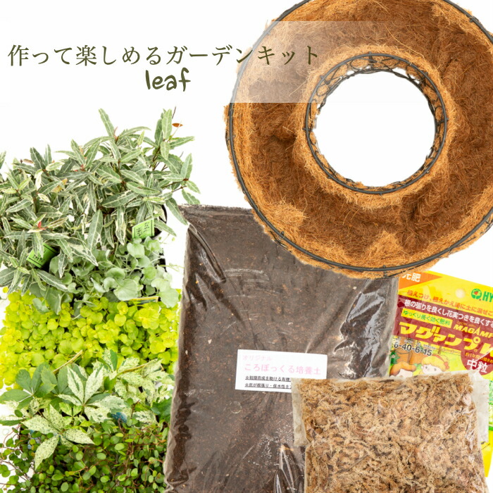 花のまちころぼっくる キット季節のリーフのハンギングリースdiy 手造りガーデニング つくって飾る吊るす 立て掛ける 直置き寄せ植え ギャザリング おうち時間 Jurisaxis Com