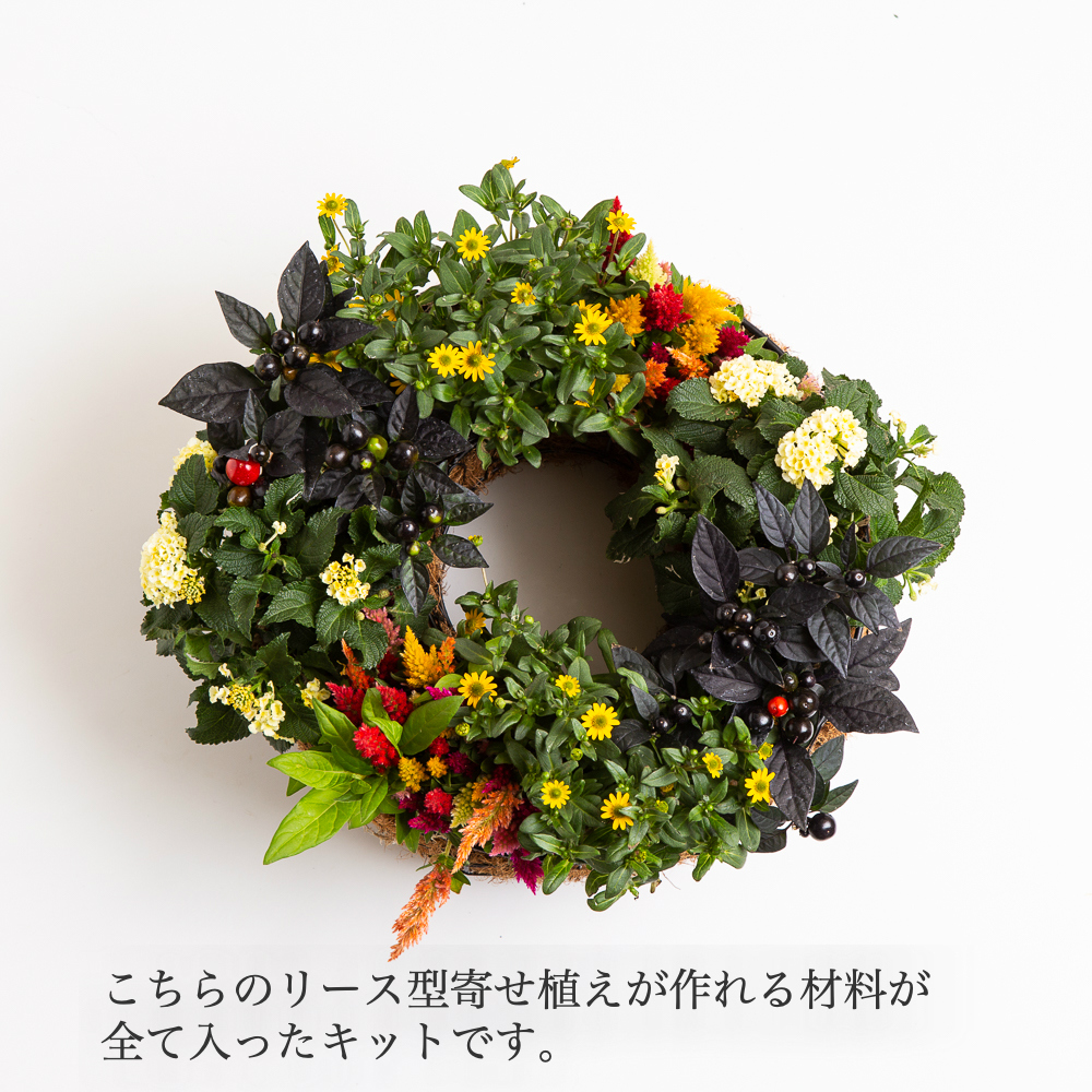 花のまちころぼっくる キット季節の花のハンギングリースdiy 手作りガーデン つくって飾る吊るす 立て掛ける 直置き寄せ植えリース ギャザリング Amedf Com Br