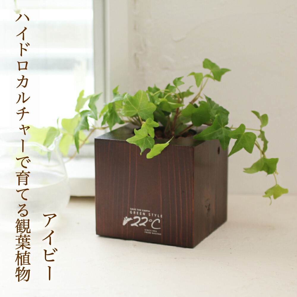 楽天市場 花のまちころぼっくる ２２ オリジナル観葉植物入り木製花器セット ブラウン ツヤありタイプ アイビー 花のまちころぼっくる