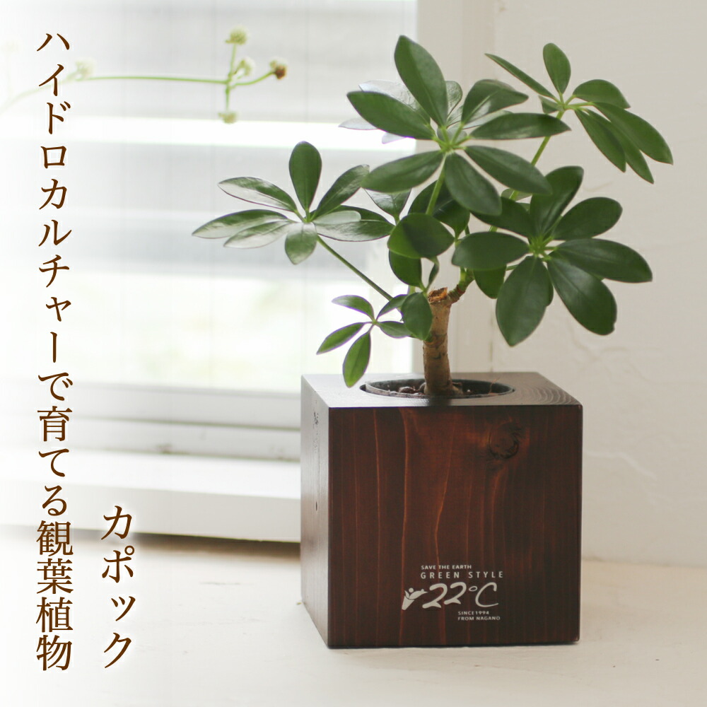 花のまちころぼっくる オリジナル観葉植物入り木製花器セット ブラウン ツヤありタイプ カポック Educaps Com Br