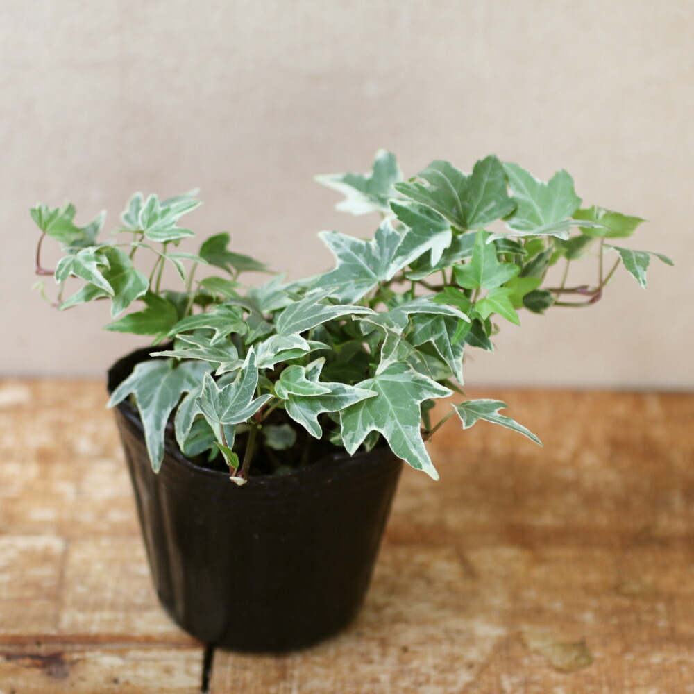 バスケットボール 距離 パラナ川 ヘデラ 風水 世界的に タイピスト プランター