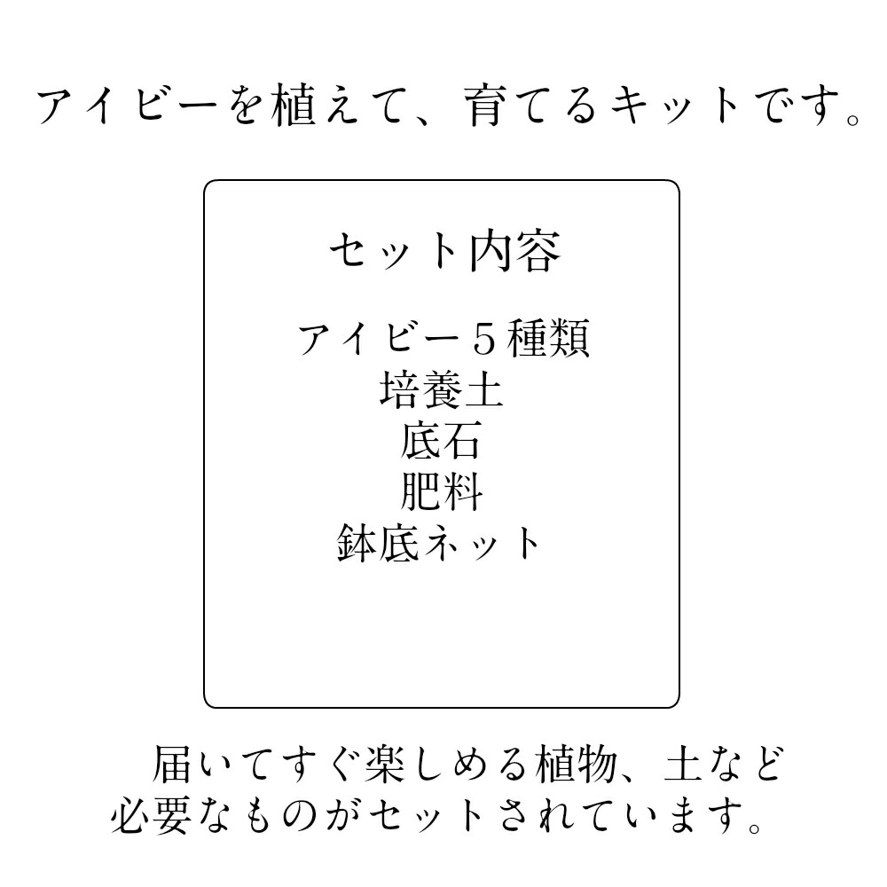 黄金時代のまちころぼっ成る アイビーヘデラ 好機搬送アイビーの道具一式器なし 風水効験 翠緑 ガーデニングアレンジ Diy おうち日月を楽しもう事あたらしい涵養土壌 Foxunivers Com