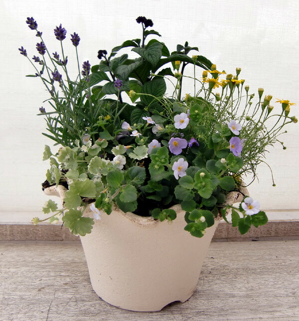 楽天市場 寄せ植え ビオラとアイビーの寄せ植えブルー 花のまちころぼっくる