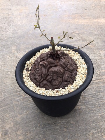 超歓迎 ディオスコレア属 エレファンティペス 4 5寸鉢 サボテン 多肉植物 希少 送料無料 ラッピング無料 返品も保証 Tiendabudada Com