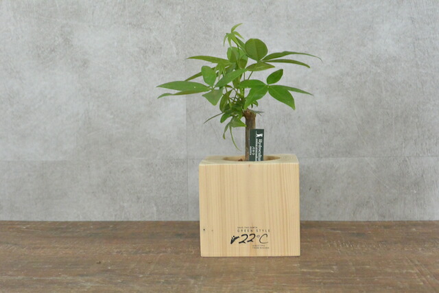 楽天市場 木製花器セット パキラ 中 木製花器 観葉植物 パキラ 花のまちころぼっくる