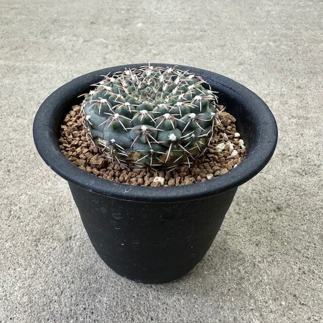 楽天市場】【Gymnocalycium ギムノカリキウム 黒刺鳳頭(実）】2.5号鉢