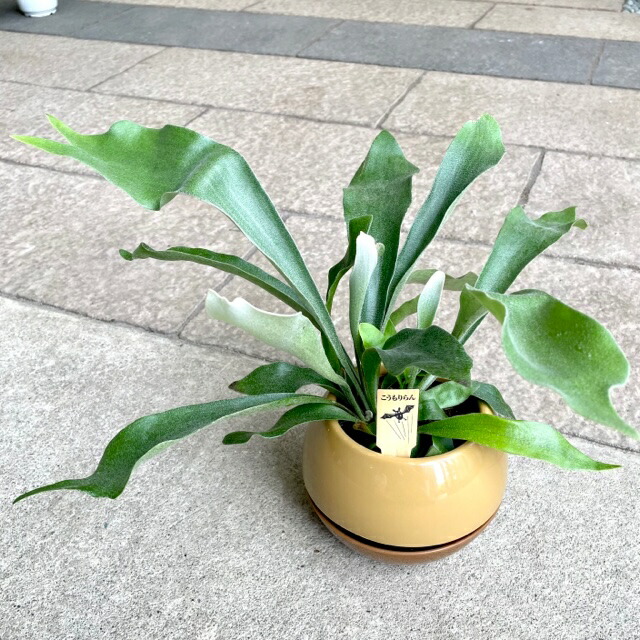 楽天市場】【観葉植物】コウモリラン ビカクシダ ビフルカツム 4号鉢