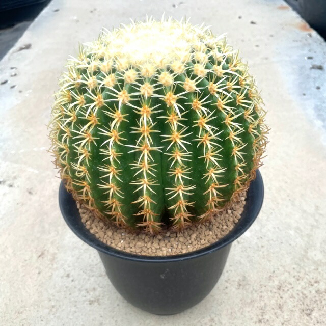 楽天市場】【エキノカクタス 松木玉金鯱 】管理方法付き4号鉢 サボテン