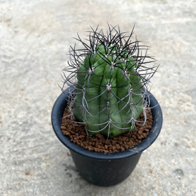 楽天市場】サボテン（王冠竜：オウカンリュウ） 5号 黒色 プラスチック