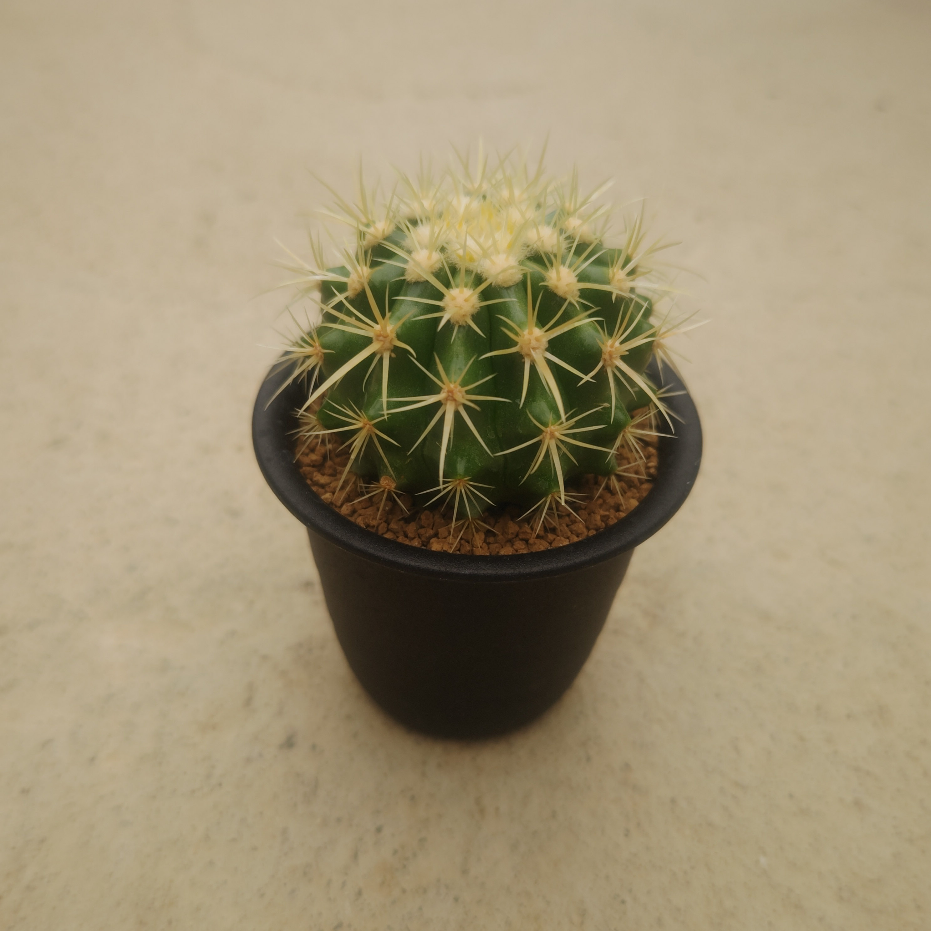 楽天市場】Echinocactus エキノカクタス 大竜冠 タイリュウカン 管理