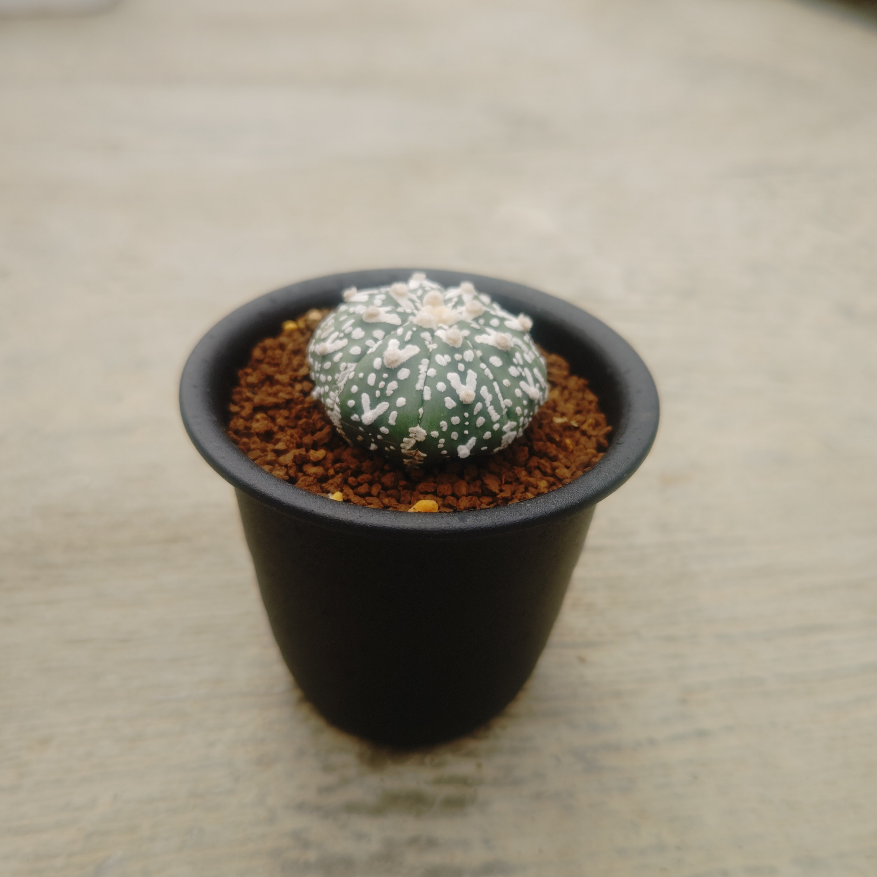 サボテン　アズテキウム紅籠　亀甲ヘキルリランポー　黒棘天平丸　3株セット❗破格❗ 楽天市場】【現品・現物】【販売】 サボテン・アストロフィツム・亀甲