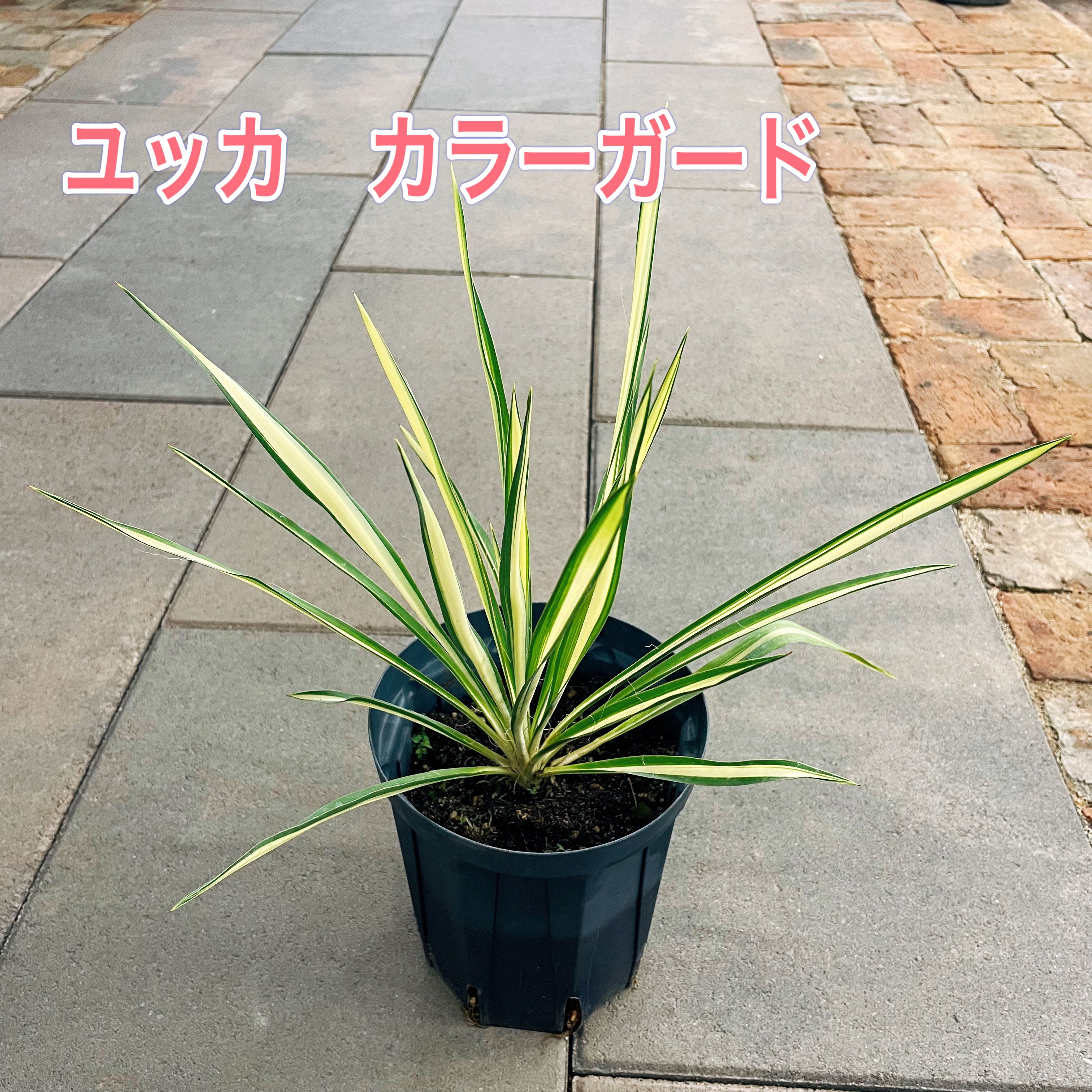 楽天市場】ユッカ トンプソニアーナ 常緑 観葉植物 丈夫 耐寒性 ドライ