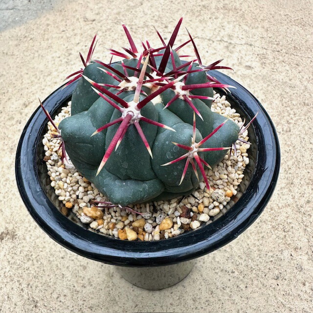 楽天市場】【Ferocactus フェロカクタス 赤凰】管理方法付き4号鉢