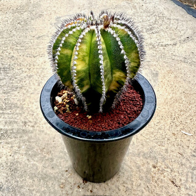 楽天市場】【Boophane ブーハン haemanthoides ハエマンソイデス】管理