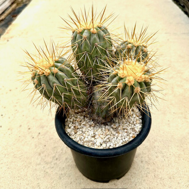 コピアポア　マルギナータ　copiapoa 実根 コピアポア マルギナータ copiapoa 実根 - メルカリ