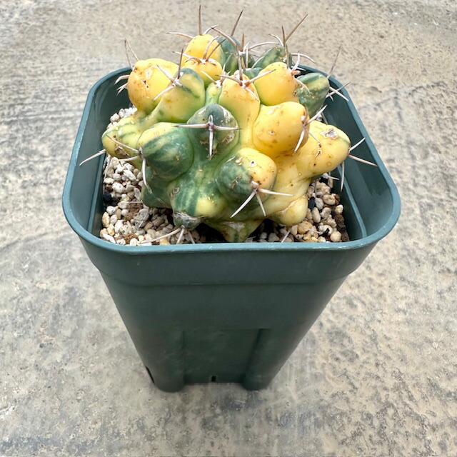 標本美株　希少　エキノカクタス　竜女冠　実生自根　鉢ごと宅急便送料込み 標本美株 希少 エキノカクタス 竜女冠 実生自根 鉢ごと宅急便送料