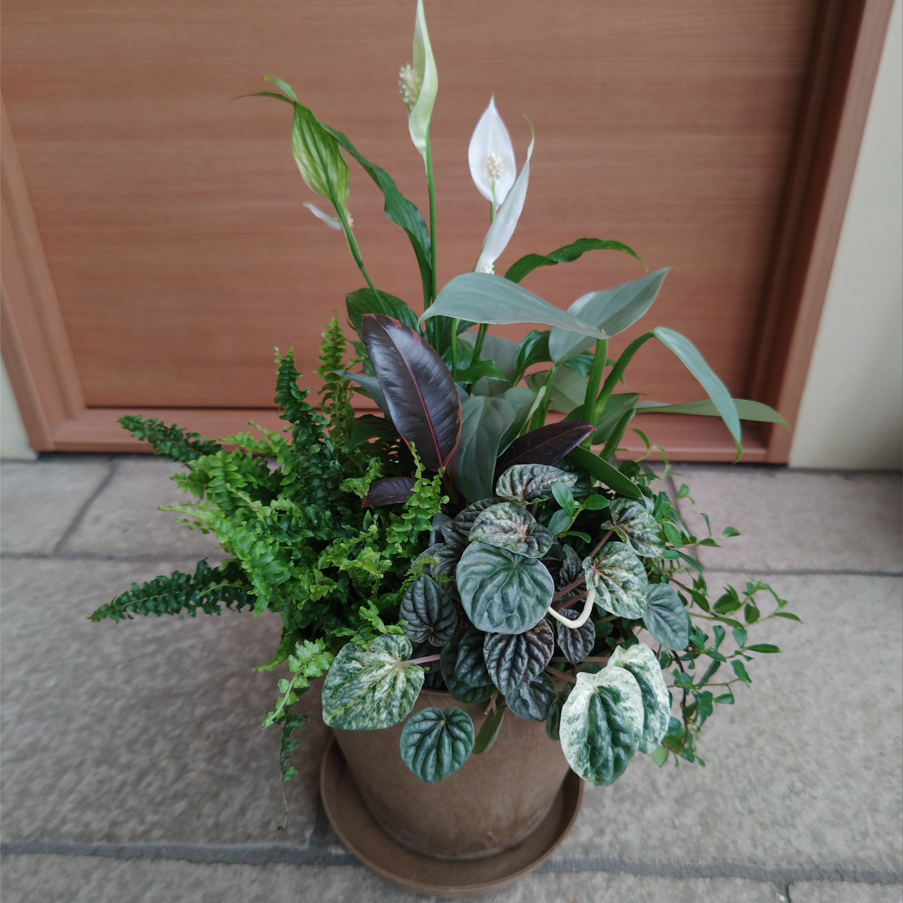 楽天市場】【観葉植物寄せ植えキット】 寄せ植え作り おうち時間