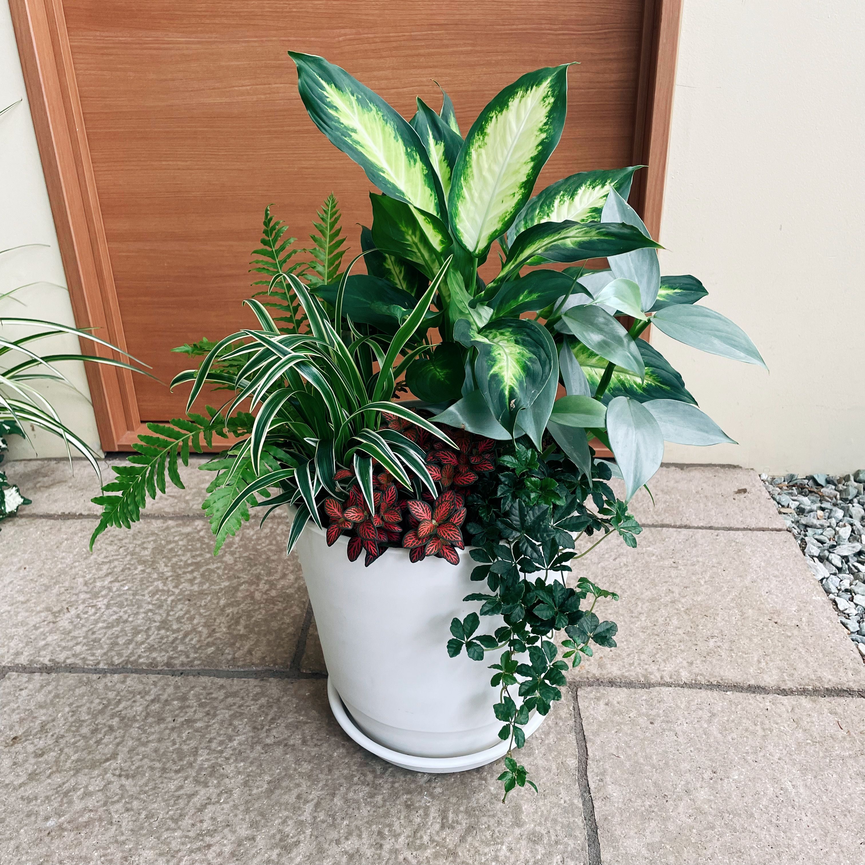 楽天市場】【観葉植物寄せ植えキット】 寄せ植え作り おうち時間