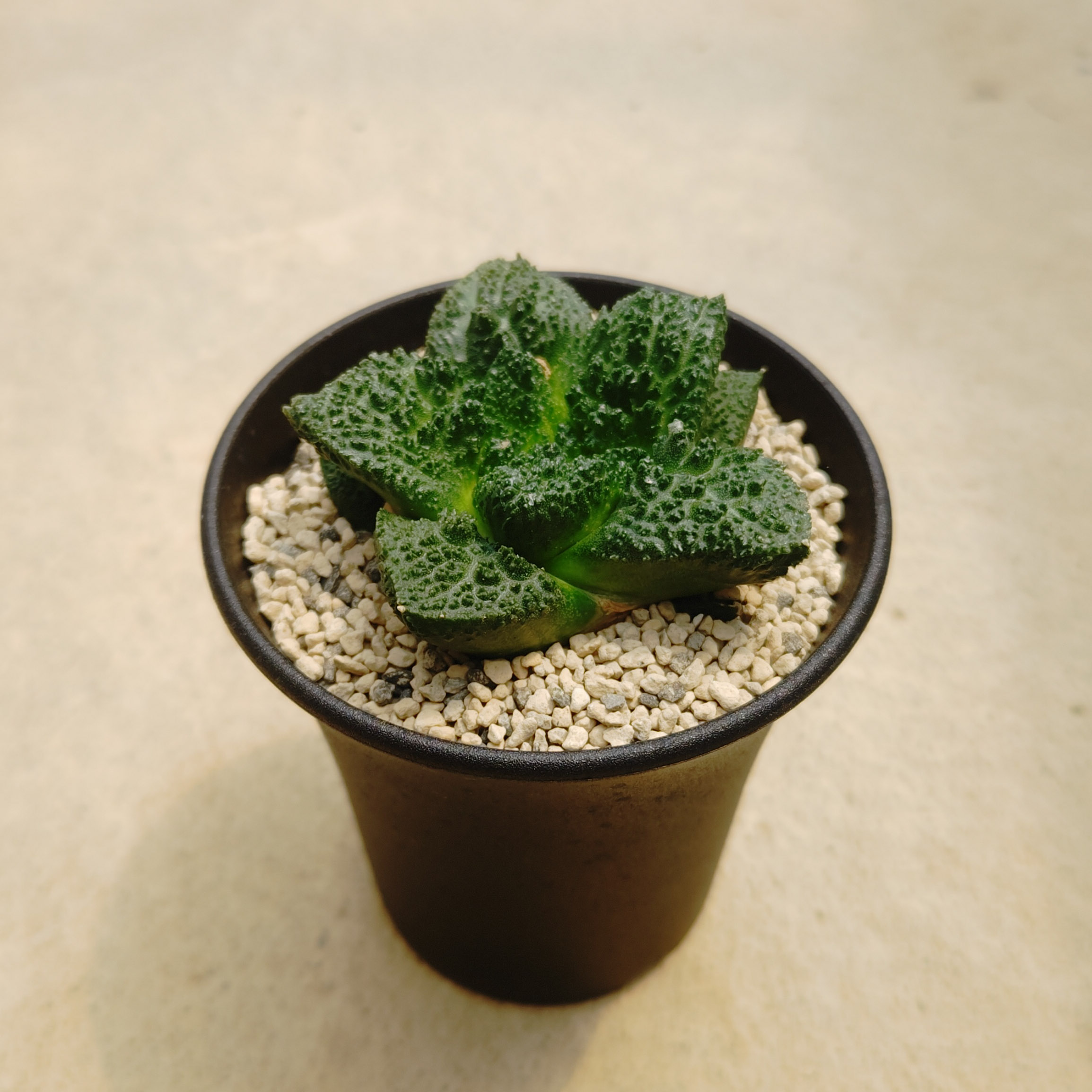 楽天市場】サボテン：アリオカルプス ゴジラ*幅3cm 現品！一品限り