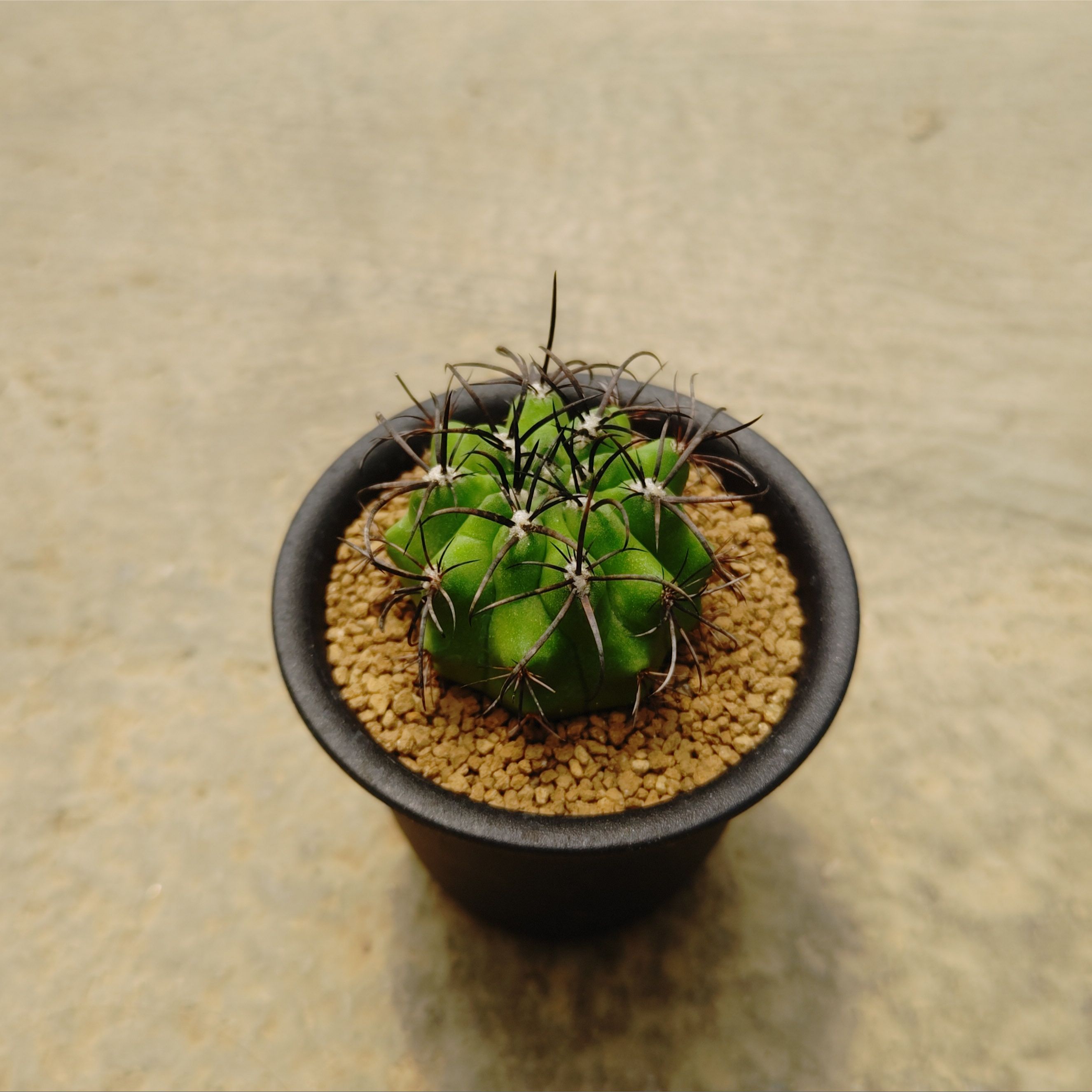 特選株　短棘　狂棘　鬼棘　天平丸　2頭　貴重 特選株短棘狂棘鬼棘天平丸2頭貴重