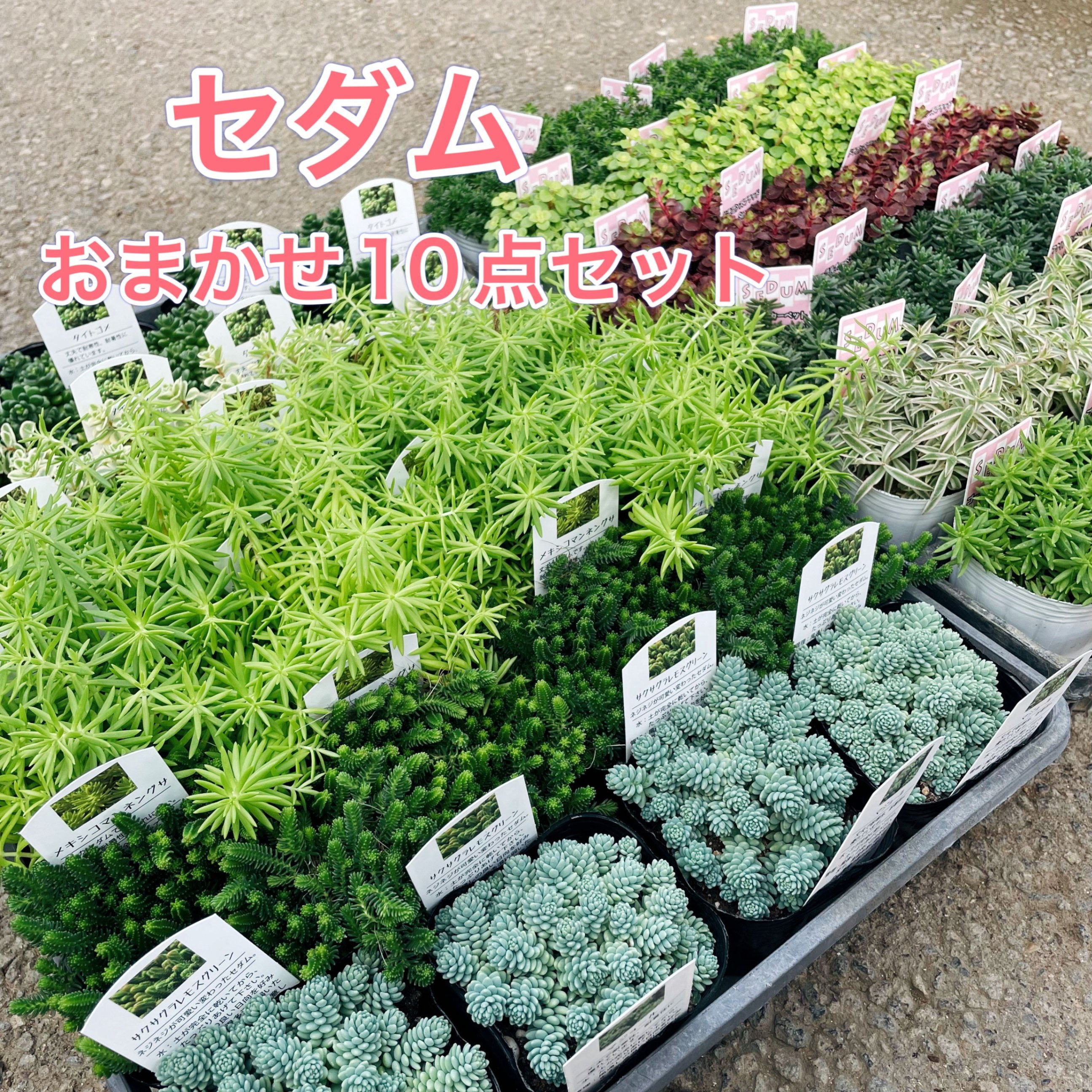 楽天市場】【お得なセダム5点セット】【グランドカバーにも 楽天市場】【お得なセダム5点セット】【グランドカバーにも