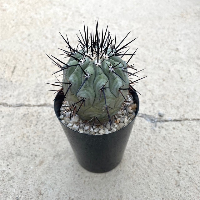 楽天市場】【現品】コピアポア属 黒王丸（黒王丸販売 コクオウマル販売