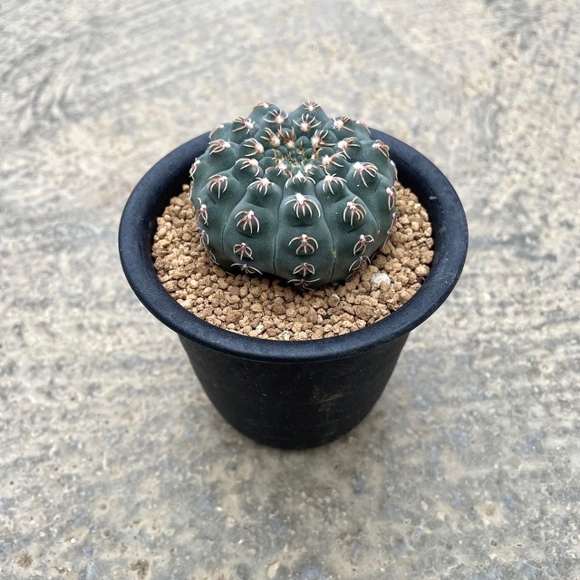 楽天市場】【Gimnocalycium ギムノカリキウム 尾形丸】管理方法付き3号