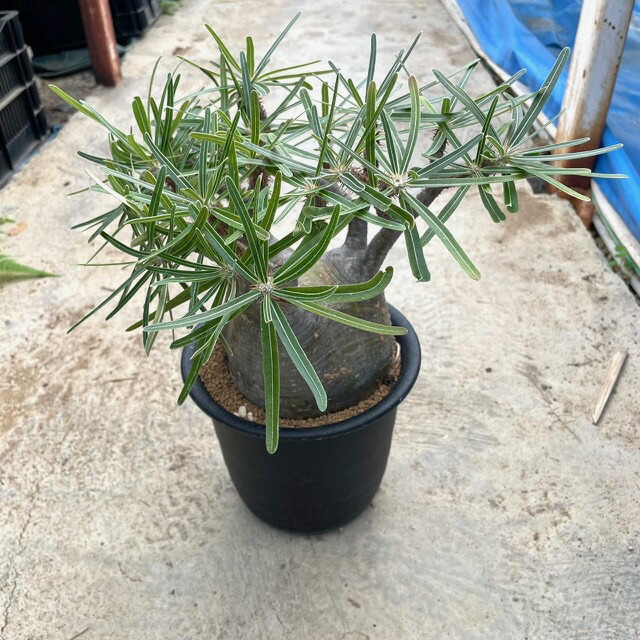 楽天市場】コーデックス：パキポディウム グラキリス 発根済*塊根幅