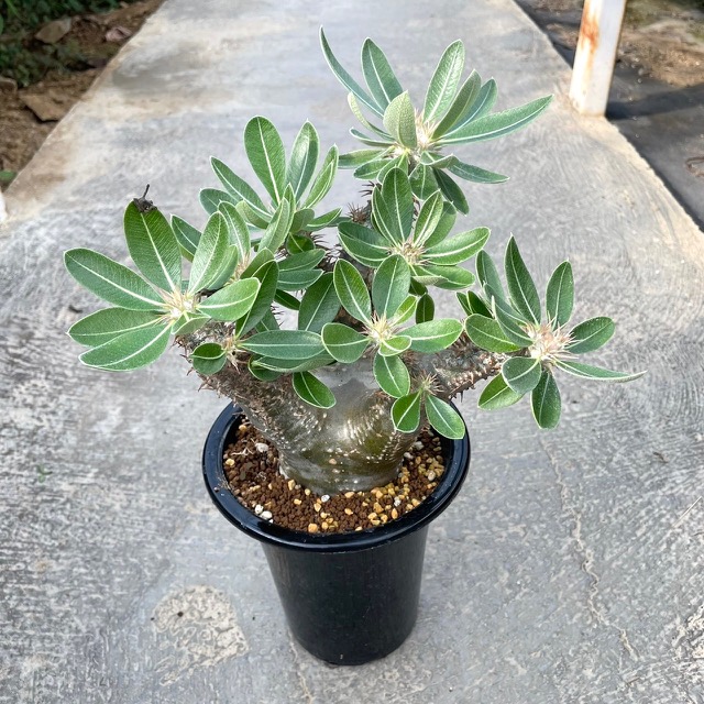 楽天市場】シンデレラ 【デラックス多肉】パキフィツム属 多肉植物