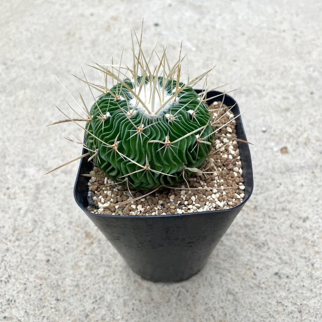 【現品】サボテン　エキノプシス・ハイブリッド　15号（1） 楽天市場】【20日はP5倍！】【現品】サボテン エキノプシス