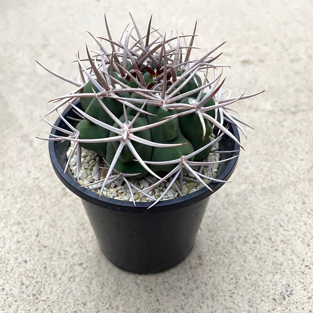 楽天市場】【Gimnocalycium ギムノカリキウム フェロシオール