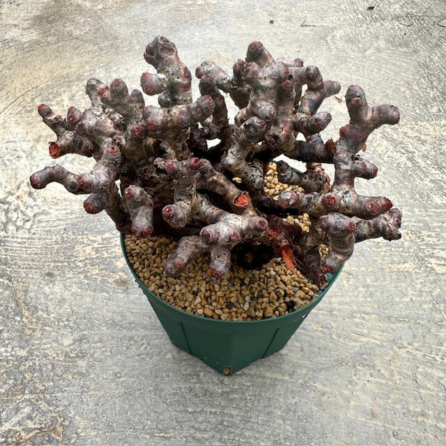 ペラゴニウム　ミラビレ plants241101m59-247x296.jpg