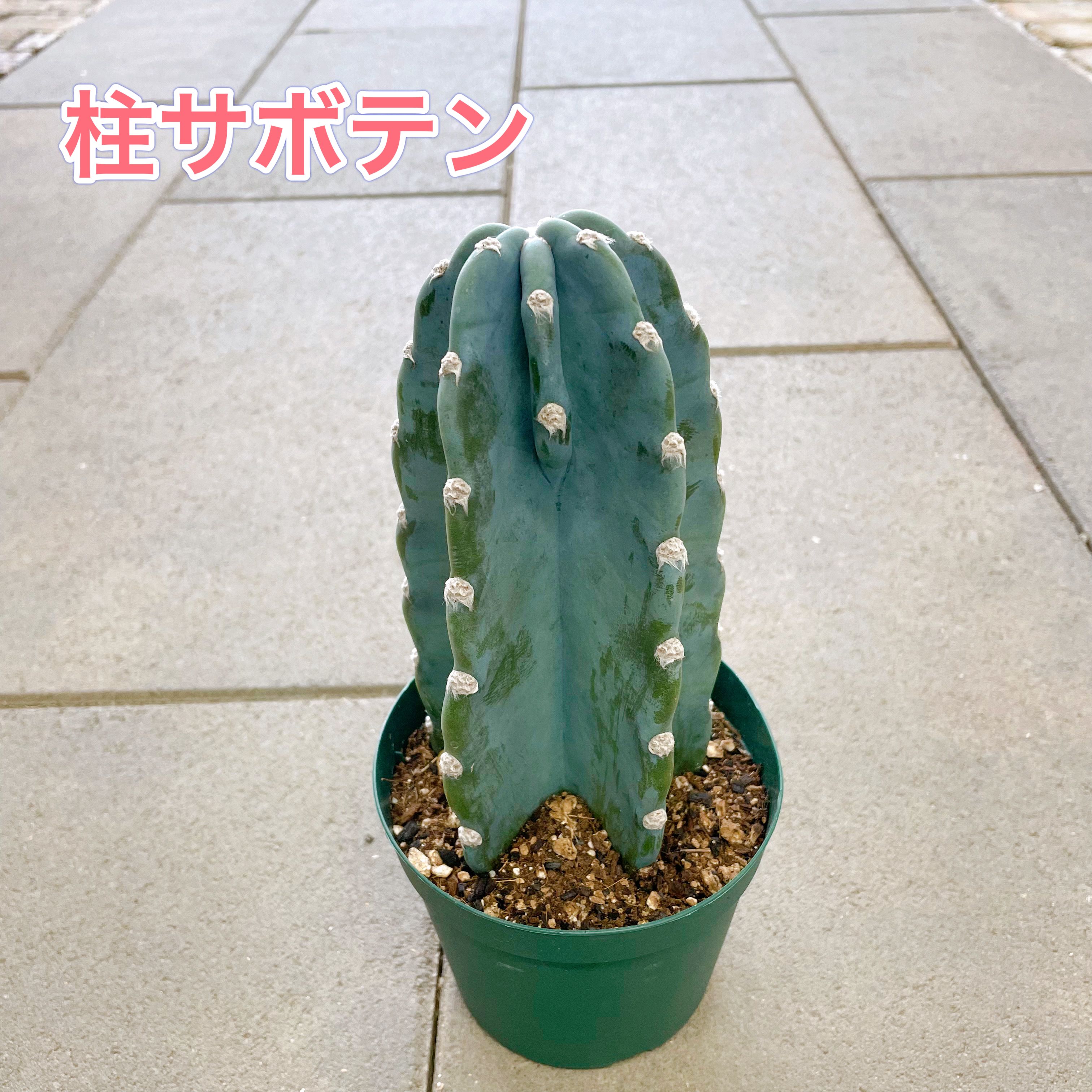 サボテンと二人　置き物 Amazon.co.jp: Yyiingkku ガラスサボテン置物 ミニチュアグッズ