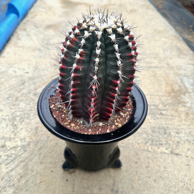 k6レアカラー‼️ サボテン　ギムノカリキウム 54株 k6レアカラー‼️ サボテン ギムノカリキウム 54株