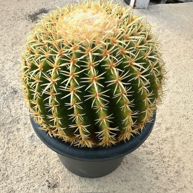 ☆エキノカクタスグルソニー☆金鯱　12号　美株　サボテン ☆エキノカクタスグルソニー☆金鯱 12号 美株 サボテン - メルカリ