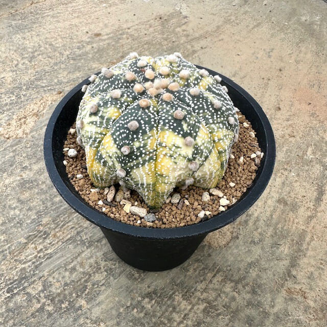 楽天市場】【アズテキウム 紅籠 】管理方法付き3.5号鉢 サボテン 多肉