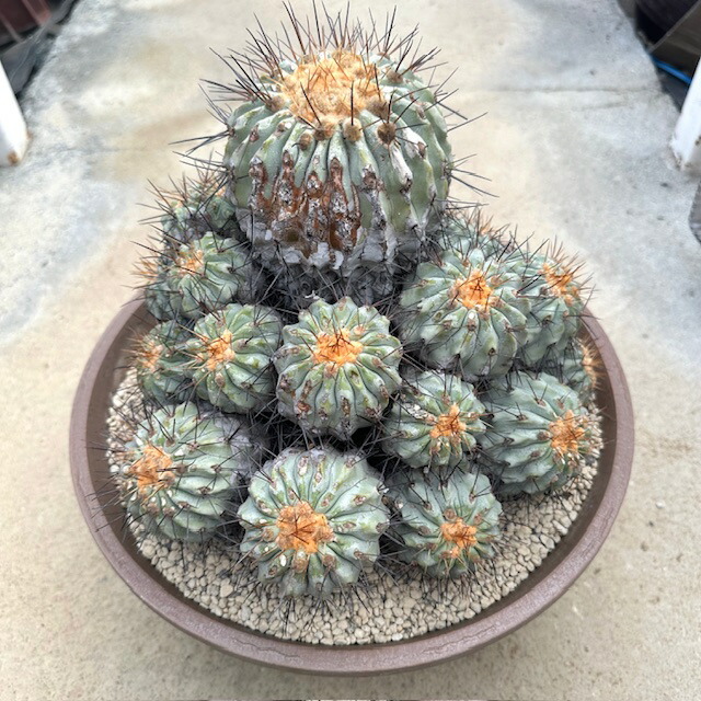 楽天市場】【ストロンボカクタス 菊水綴化 】管理方法付き3.5号鉢